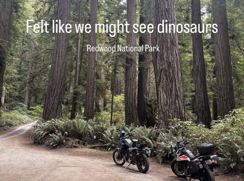 Two motorcycles parked on a dirt path among giant redwood trees at Redwood National Park, text overlay reads Felt like we might see dinosaurs