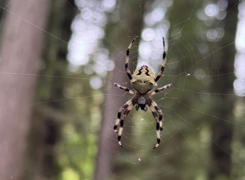 Close-up of a large orb-weaver spider centered in its web, with a blurred forest background